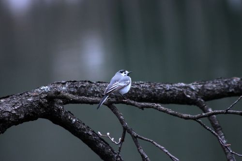 bird nature branch