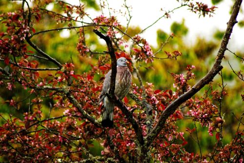 bird pigeon tree