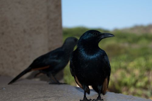 bird south africa nature