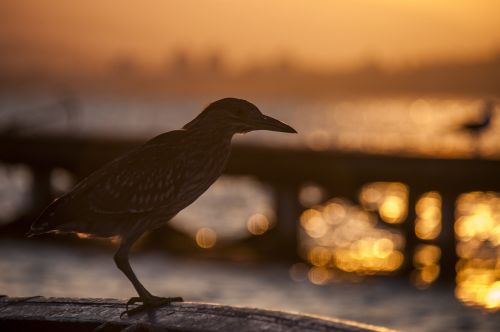 bird sunset against light