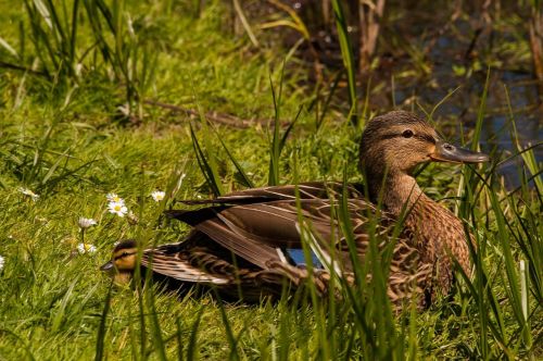 bird mallard animals