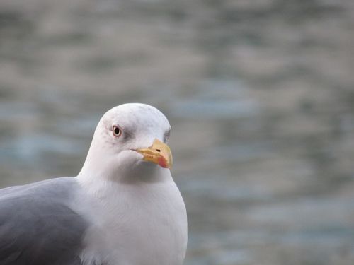 bird nature venice