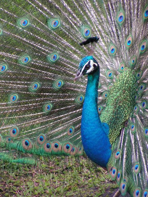 bird peacock exotic