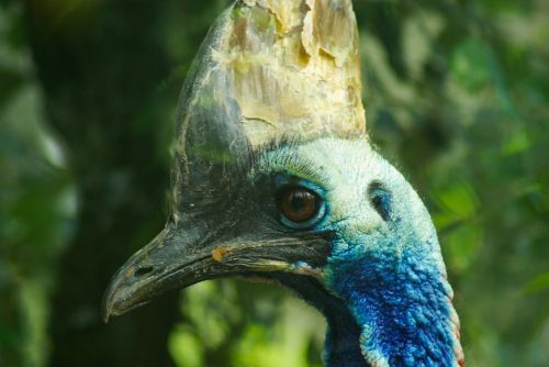 bird cassowary helmet