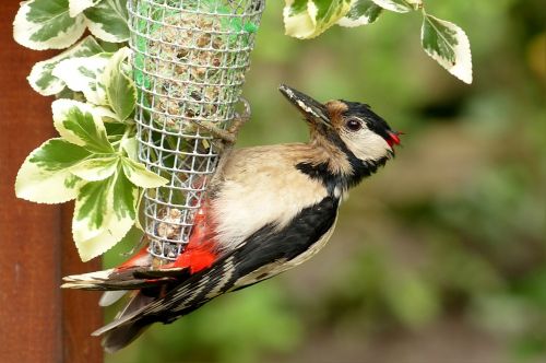 bird great spotted woodpecker young animal