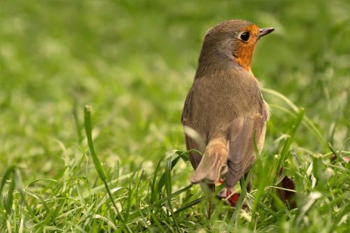 bird robin young animal