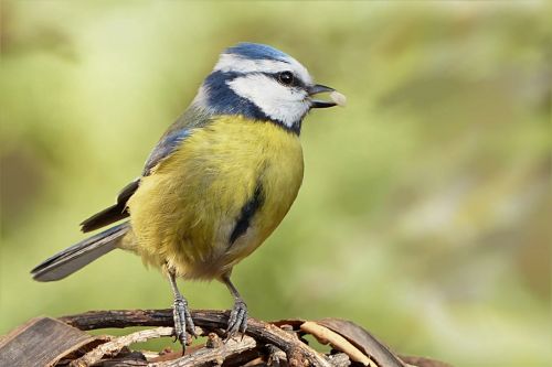 bird blue tit young animal