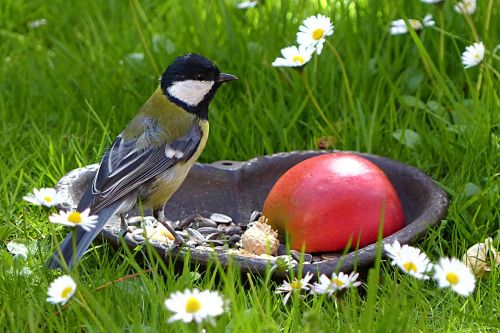 bird tit young animal