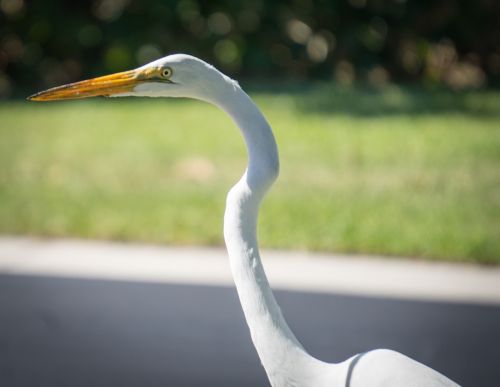 bird eye beak heron