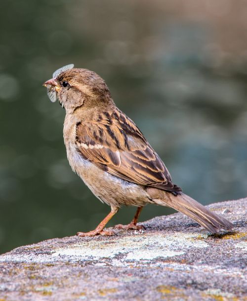 bird sparrow sperling