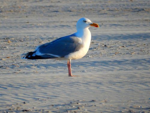bird seagull beach