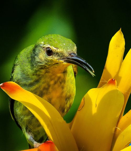 bird honeycreeper close