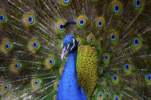 bird pet peacock