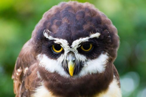 bird owl lighted eyes