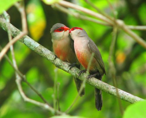 bird kiss nature