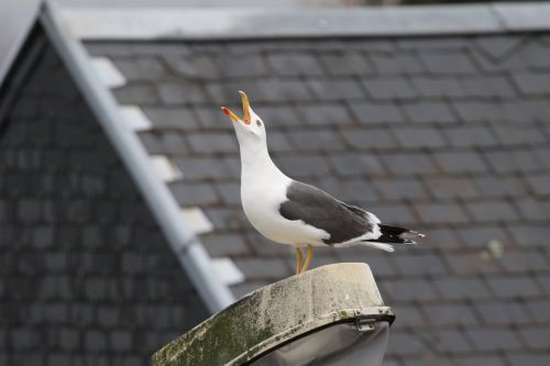 bird gull animal