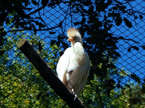 bird zoo nature