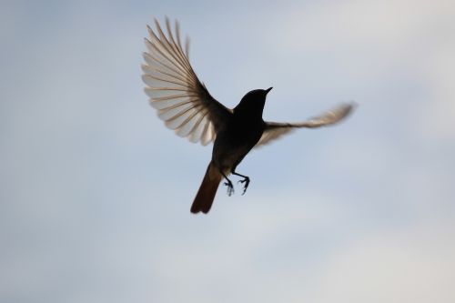 bird fly plumage