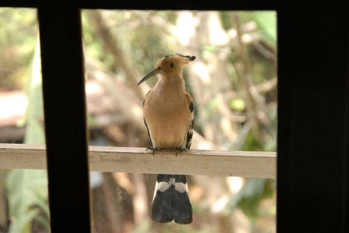 bird hoopoe madagascar