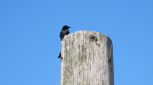 bird blue sky