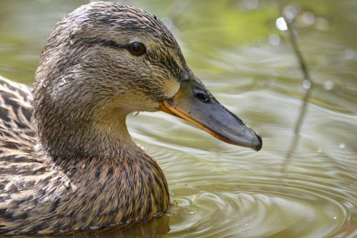 bird mallard duck water