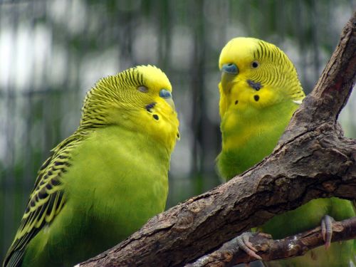bird parakeet yellow