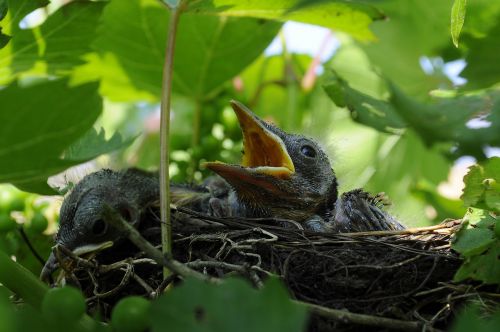 bird cub nest