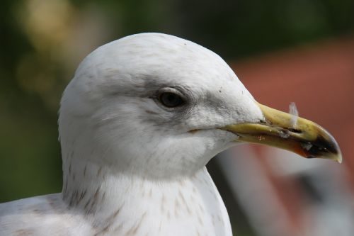 bird white seagull