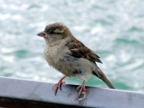 bird sparrow sperling