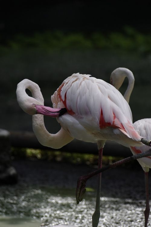 bird flamingo zoo