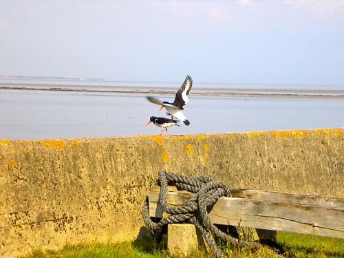 bird birds north sea