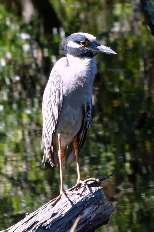 bird heron nature