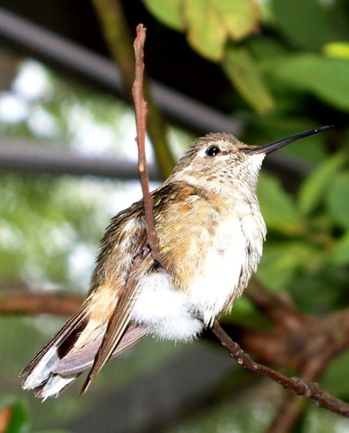 bird twig close-up