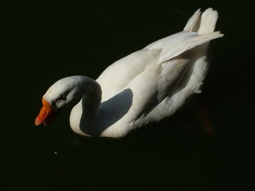 bird goose lake