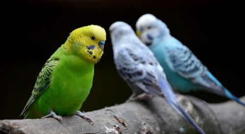 bird parrot zoo