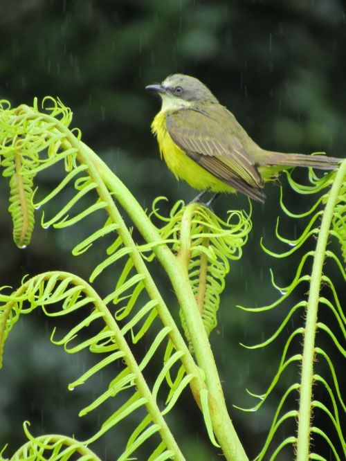 bird yellow nature