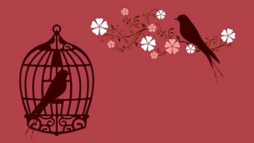 bird bird cage cage