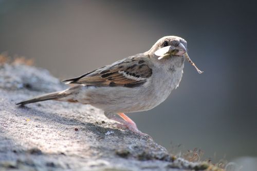 bird sparrow close