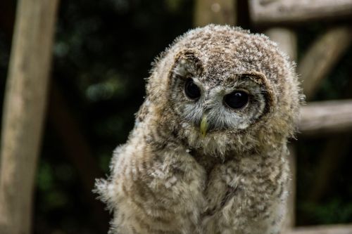 bird eagle owl owl