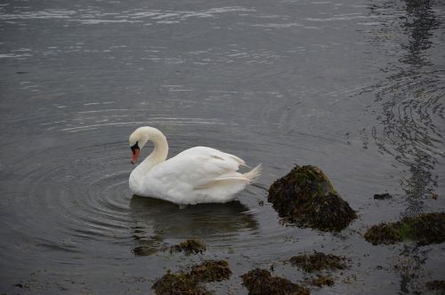 bird swan waters