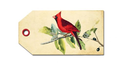 bird cardinal red
