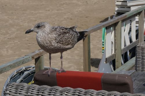 bird seagull seabird