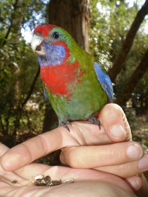 bird parrot nature