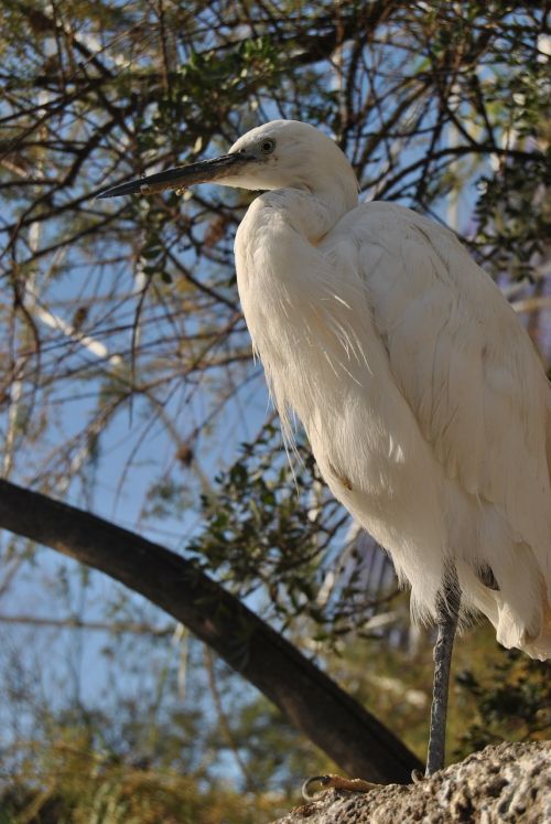 bird white freedom