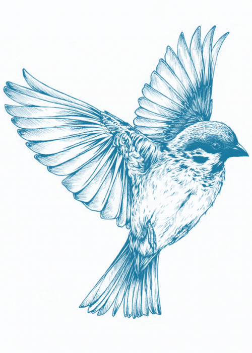bird blue drawing