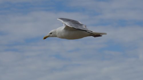 bird gull free