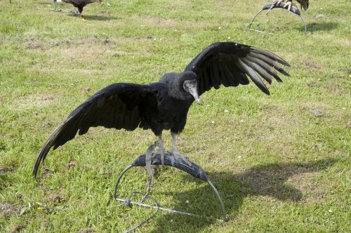 gyrfalcon bird eagle