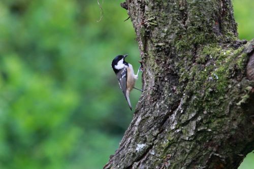 bird wildlife coal tit