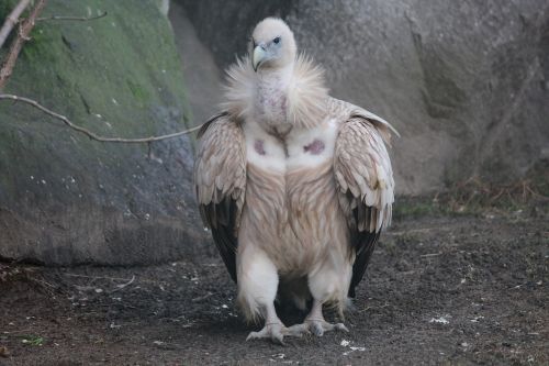 vulture bird zoo