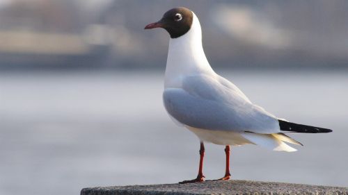 bird seagull animal